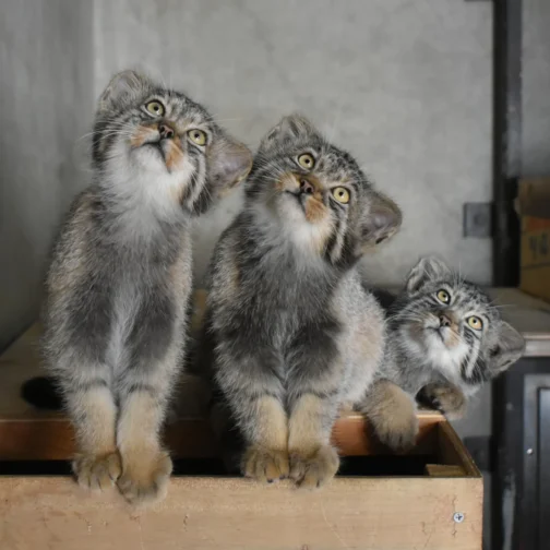 【最新】マヌルネコの赤ちゃんはいつから見られる？｜公開情報まとめ