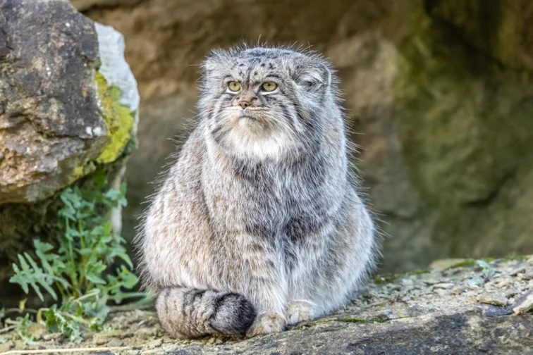 東山動物園でマヌルネコの赤ちゃんが誕生！基本情報まとめ