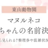 【東山動物園】マヌルネコ赤ちゃんの名前決定｜いつから見られる？整理券や混雑状況も解説