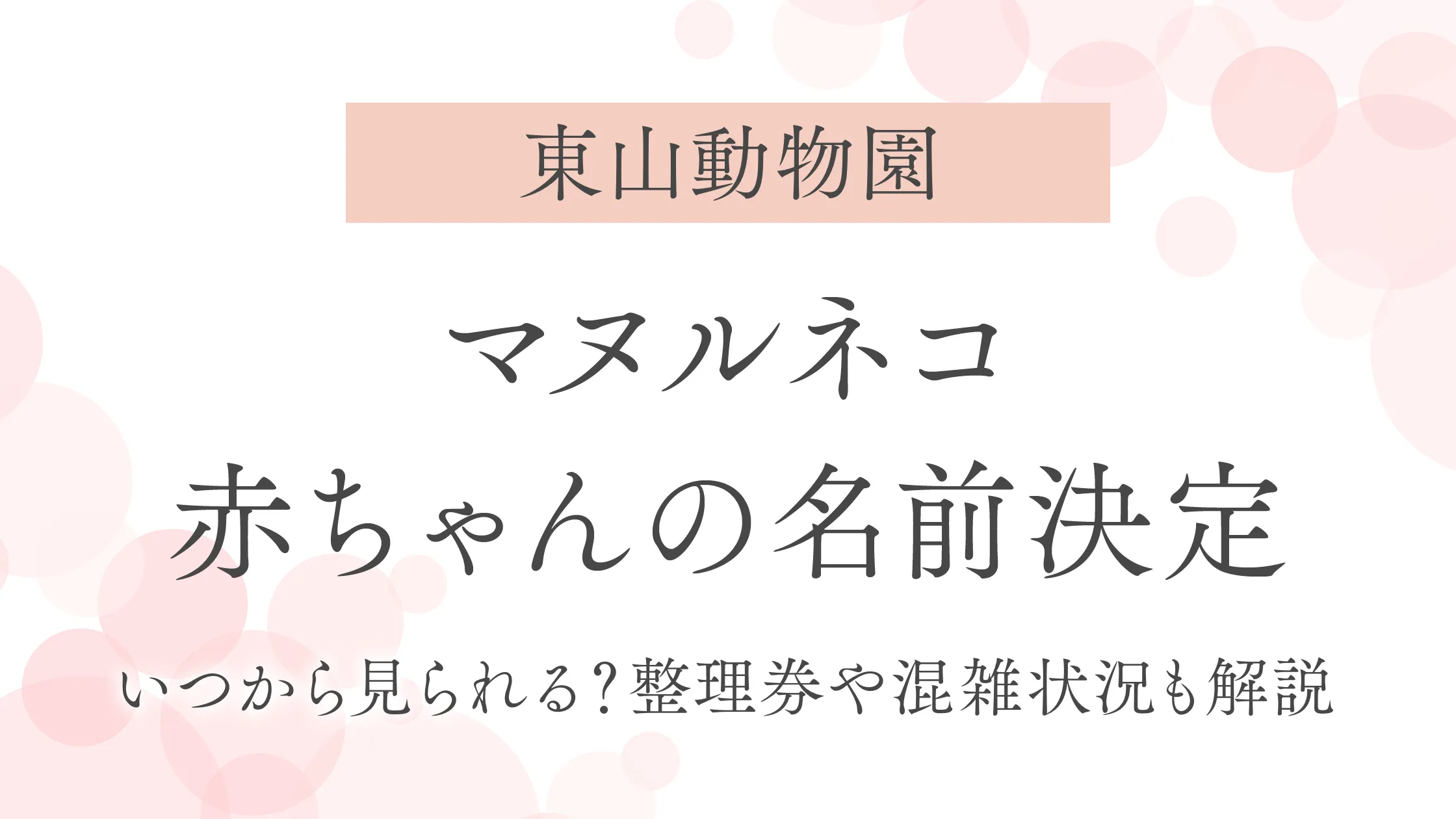 【東山動物園】マヌルネコ赤ちゃんの名前決定｜いつから見られる？整理券や混雑状況も解説