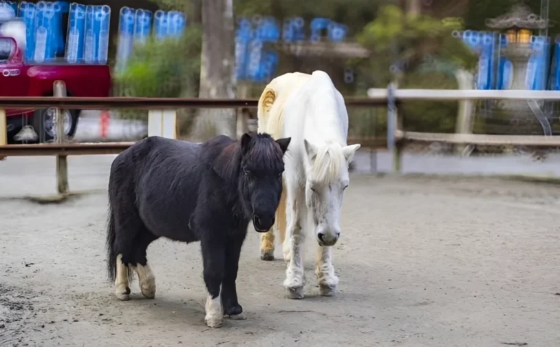 【2026年午年】埼玉の神社で初詣｜運気を高める参拝ポイント
