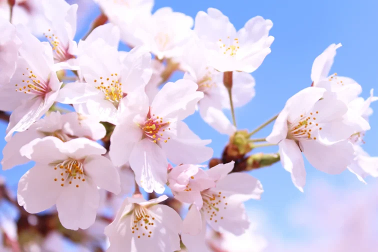 愛知県三河の桜｜開花予想と混雑回避のコツ