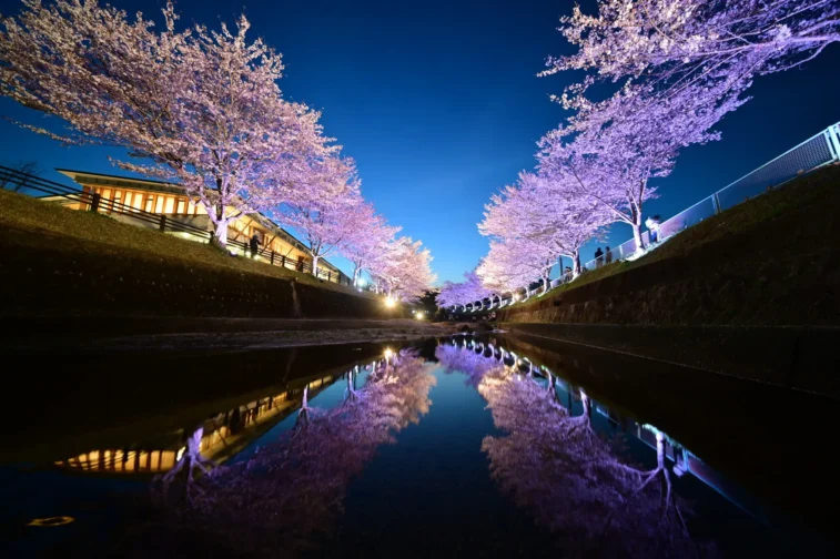 飯野川桜並木（豊田市）