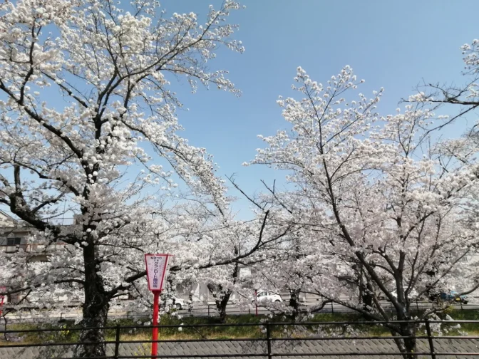 伊賀川沿い（岡崎市）