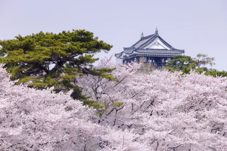 岡崎桜祭りの駐車場は無料?