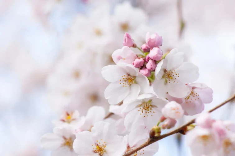東京23区の桜|開花予想と混雑回避のコツ