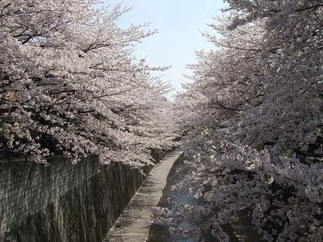 石神井川の桜並木(板橋区)