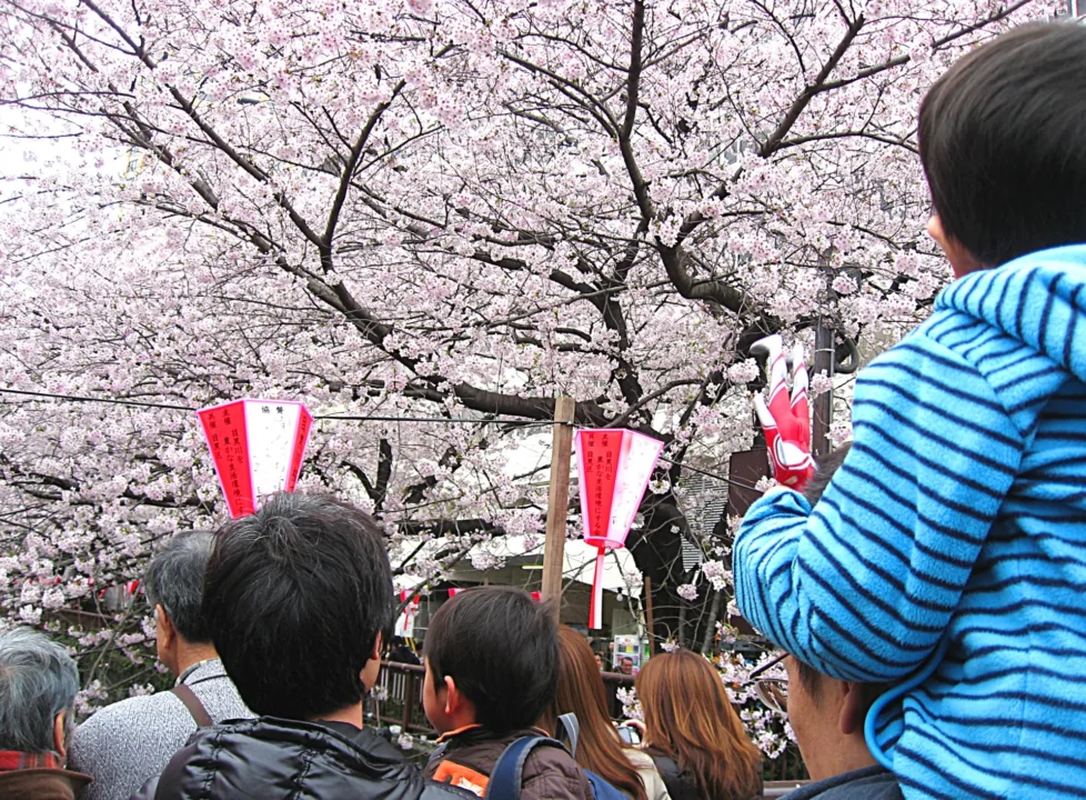 安城桜祭り｜混雑する時間帯は？
